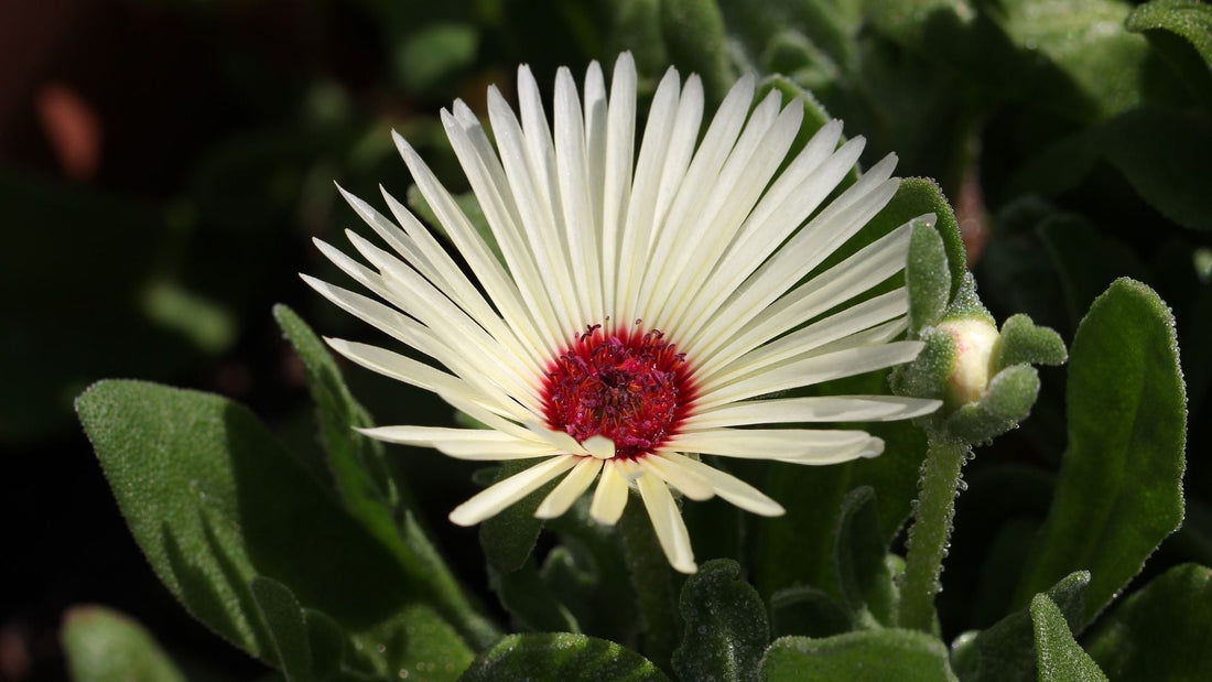 Kanna: Ancient African Plant for Modern Biohackers