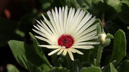 Kanna: Ancient African Plant for Modern Biohackers