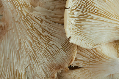 Lion's Mane